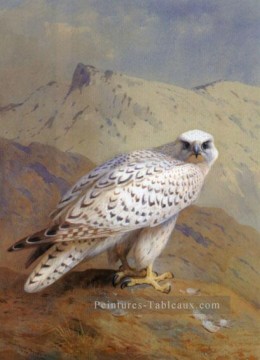  archibald art - Un oiseau du Groenland du Groenland ou Gyr Archibald Thorburn
